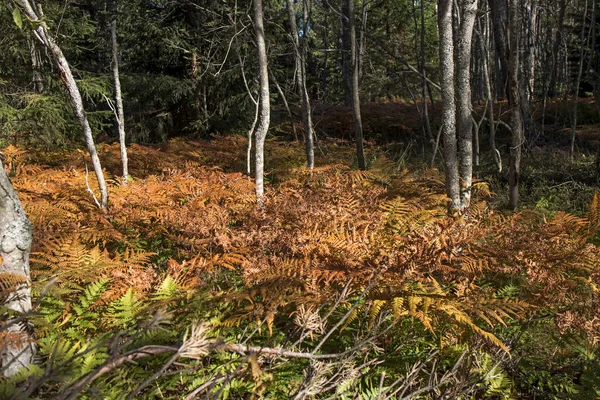 黄鹰在树间的森林里吃蕨类 秋天的风景 — 图库照片