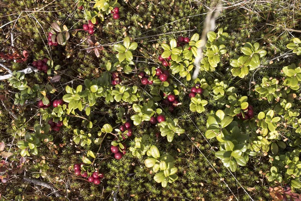 Arbustes Myrtilles Avec Des Baies Sur Mousse Verte Polytrichum Commune — Photo