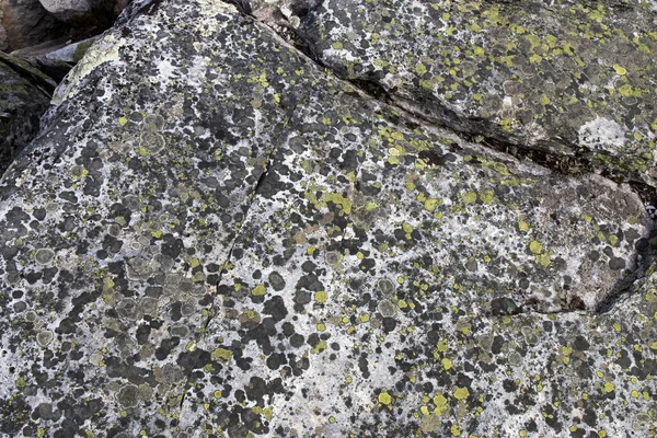 Diversi Tipi Muschi Licheni Grandi Massi Carelia Lasallia Pustulata Una — Foto Stock