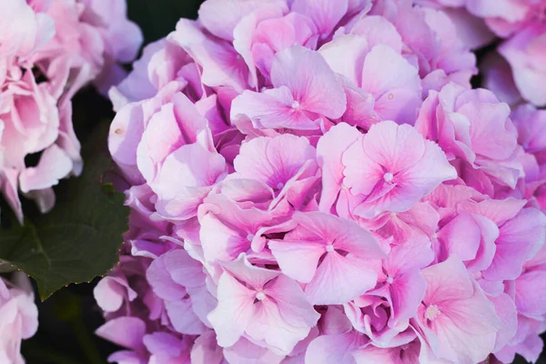 Hortênsia Cor Rosa Perto Moldura Horisontal Como Design Cartão Postal — Fotografia de Stock