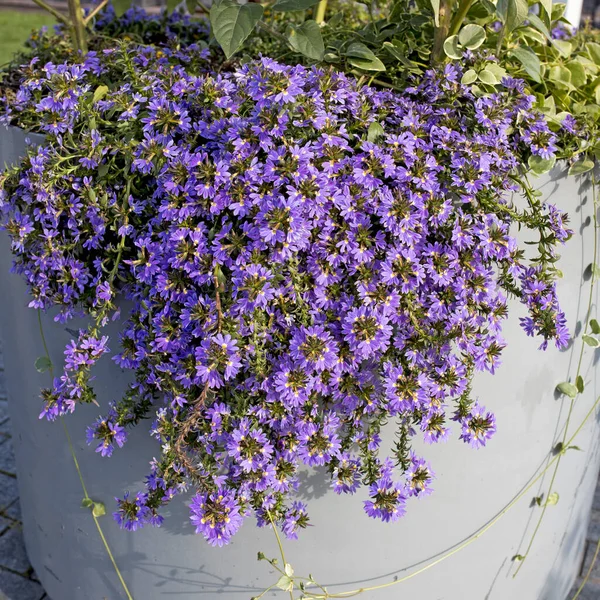 Ramos Uma Fábrica Com Flores Azuis Scaevola Nitida Descem Grande — Fotografia de Stock