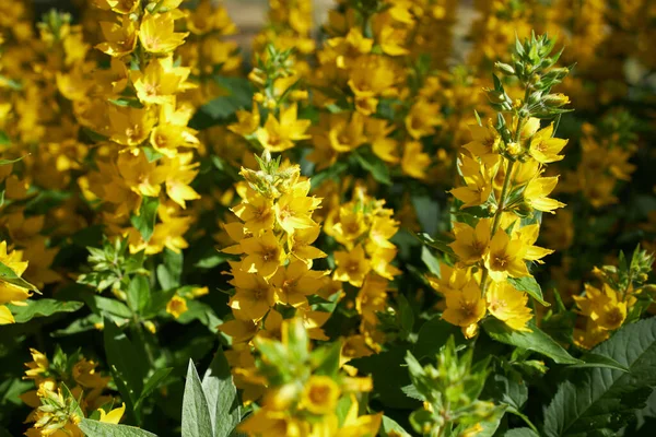 Sárga Lazacvirág Lysimachia Punctata Virágzásának Közelsége — Stock Fotó