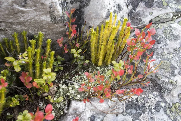 Different Types Mosses Lichens Large Boulders Karelia Lasallia Pustulata Species — Stock Photo, Image