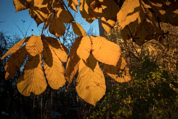 Outono Folhas Castanhas Amarelas Contra Céu Azul Por Sol — Fotografia de Stock