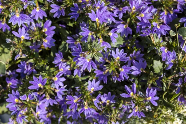 Branches Plant Blue Flowers Scaevola Nitida Descend Large Ceramic Pot — Stock Photo, Image