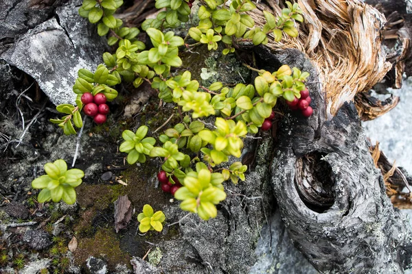 Lingonberry Bushes Berries Green Moss Polytrichum Commune Autumn Karelia — Stock Photo, Image