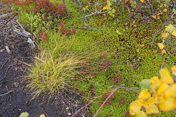 卡累利阿的大石头上有不同类型的苔藓和地衣 Lasallia Pustulata 是金银花科真菌中的一种苔藓 — 图库照片