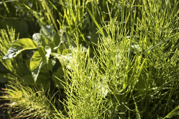 Young Shoots Horsetail Field Spring — Stock Photo, Image