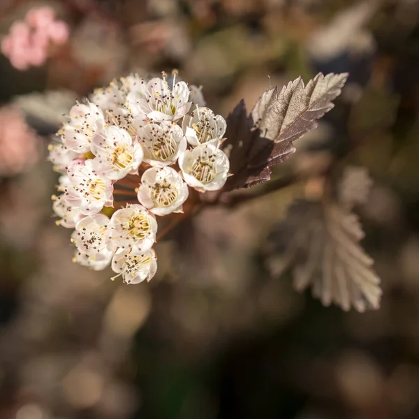 Physocarpus Opulifolius Known Common Eastern Atlantic Simply Ninebark Species Flowering — Stock Photo, Image