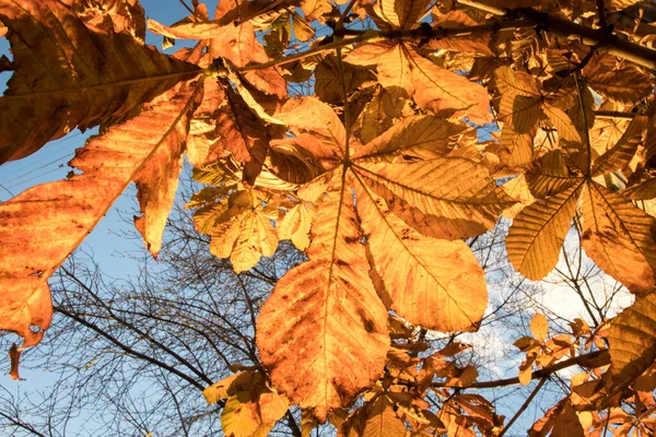 Feuilles Châtaignier Jaune Automne Contre Ciel Bleu Couchant — Photo