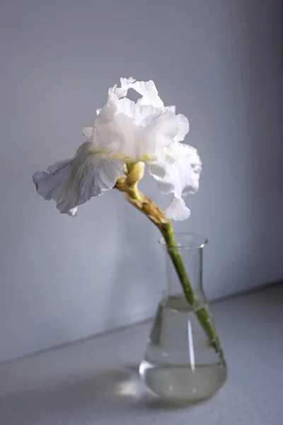Fleur Iris Blanc Dans Une Bouteille Sur Fond Bleu Table — Photo