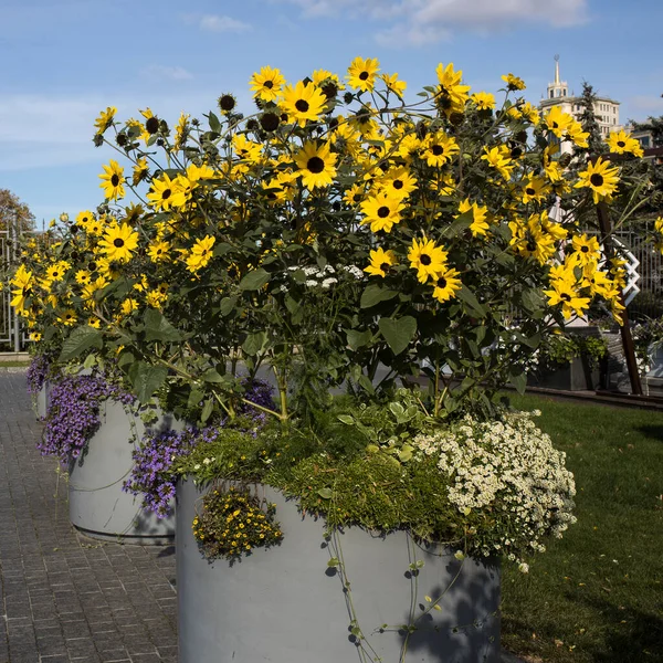 Helianthus Petiolaris Scaevola Nitida Alyssum Dużym Garnku Ceramicznym Ozdobić Ulice — Zdjęcie stockowe