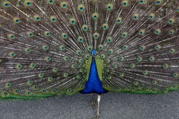 Peacock — Stock Photo, Image