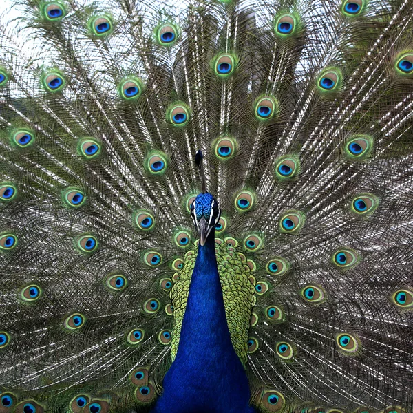 Close up of peacock showing its beautiful feathers — Stock Photo, Image