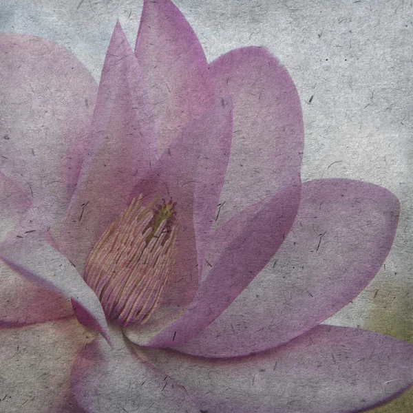 Fondo de pantalla vintage con magnolia —  Fotos de Stock