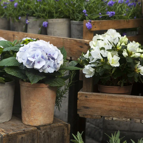 White, pink and purple, violet hydrangea macrophylla. Flower in flower shop . Summer time. Flowers standing on the wood bench — Stock Photo, Image