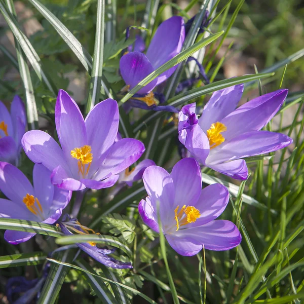 Crocus bloemen — Stockfoto