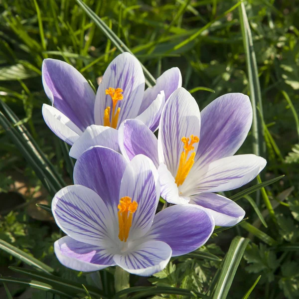 Crocus bloemen — Stockfoto