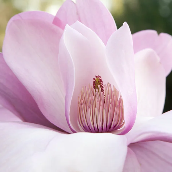 Flor de magnólia — Fotografia de Stock