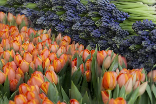 Giacinti e tulipani — Foto Stock