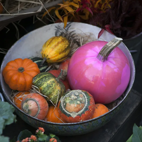 Decorative pumpkins — Stock Photo, Image