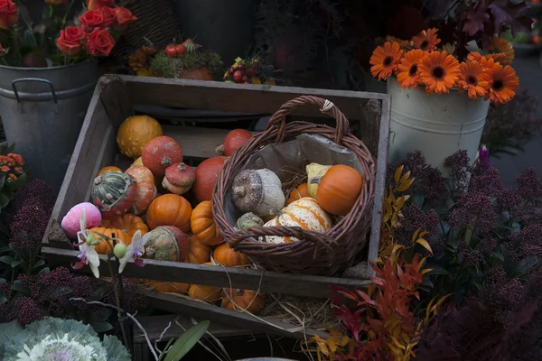 Decorative pumpkins — Stock Photo, Image