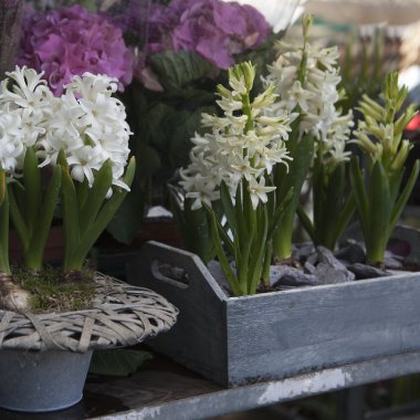 Sümbül ve Şakayık