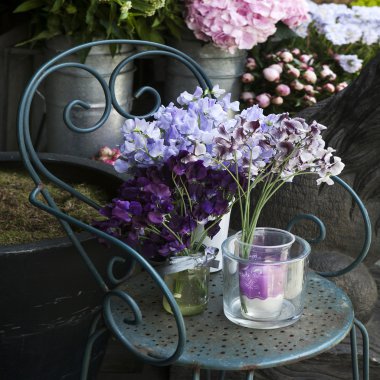 Tatlı pea, Lathyrus odoratus, dökme demir sandalye üzerinde bir kristal vazo duran çiçeklenir