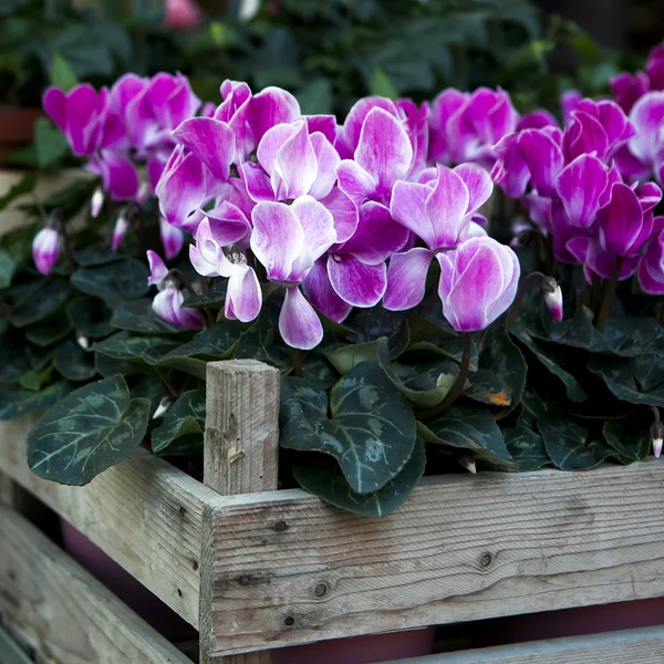 Pink cyclamen in wooden box for saling — Stock Photo, Image