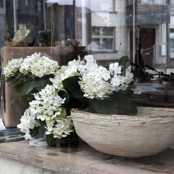 Hortensia bloemen — Stockfoto