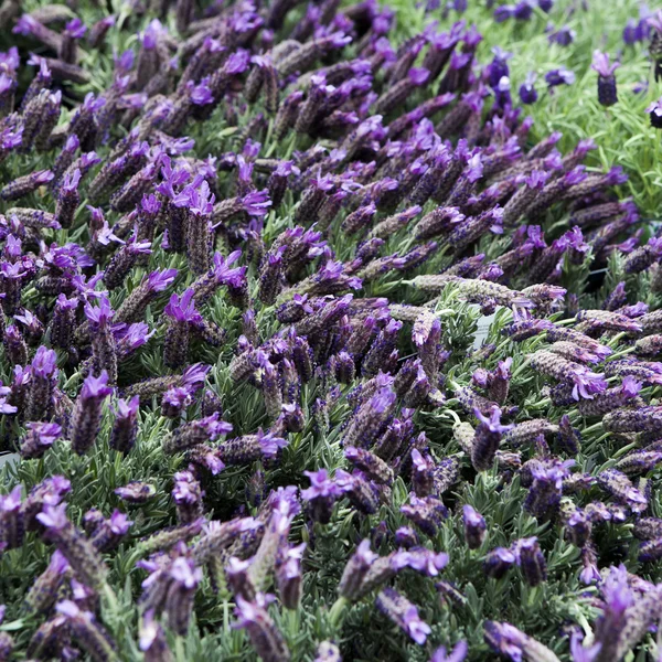 Ramo de flores perfumadas en los campos de lavanda de la Provenza francesa cerca de Valensole —  Fotos de Stock