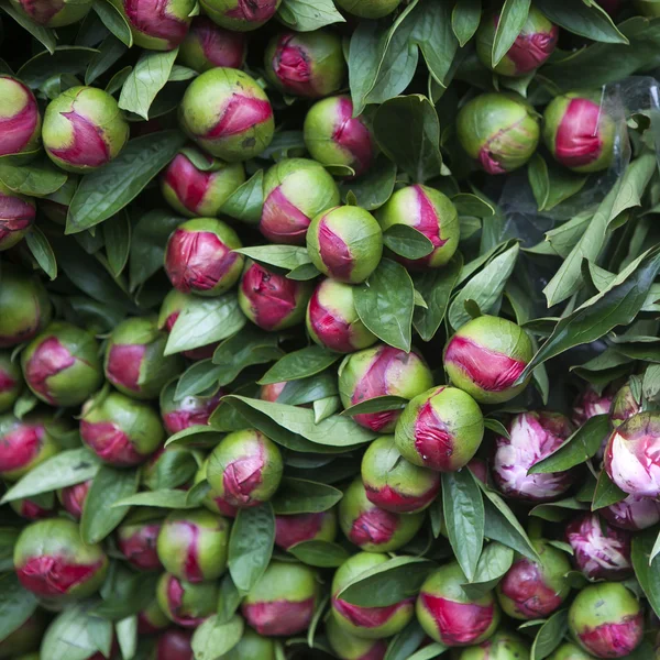 Un montón de brote de flor de peonía hermosa — Foto de Stock