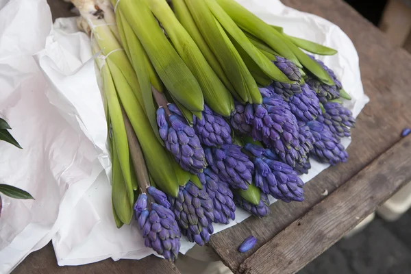 Blue hyacinths — Stock Photo, Image