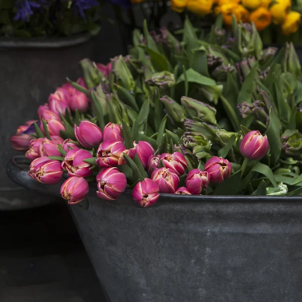 Rosa Tulpe, Lupine und Blauglocke — Stockfoto