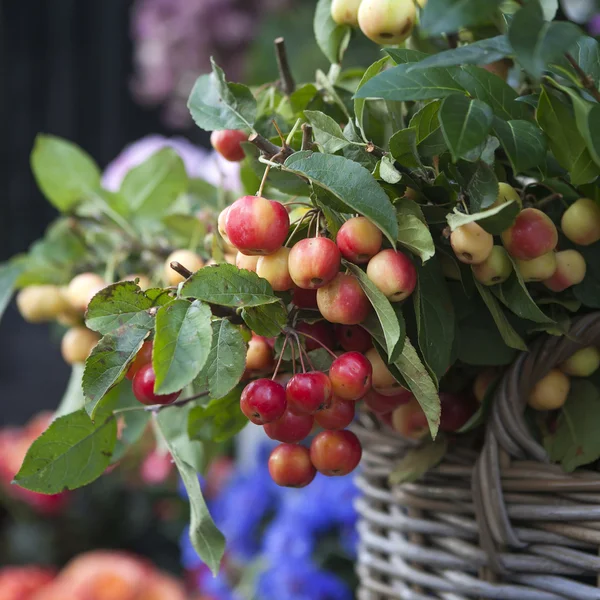 Rennet tree — Stock Photo, Image