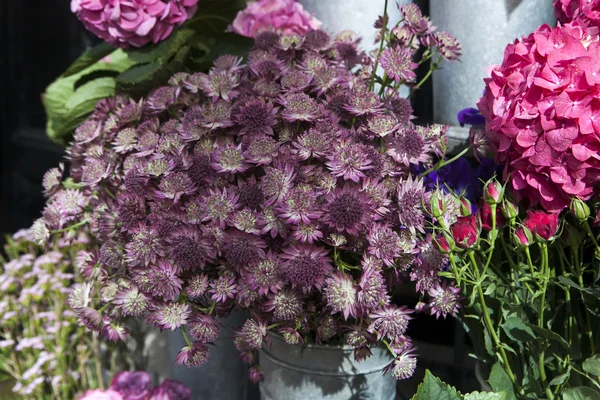 Astrantia 花 — 图库照片