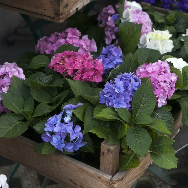 Flowers on market — Stock Photo, Image
