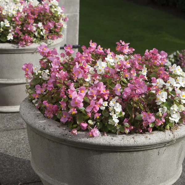 Begonia semperflorens — Stock Photo, Image