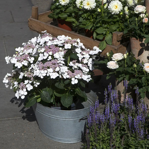 Bukett av hvit og blå blomst i vase – stockfoto