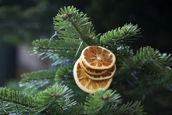 Arancione secco sull'abete di Natale — Foto Stock