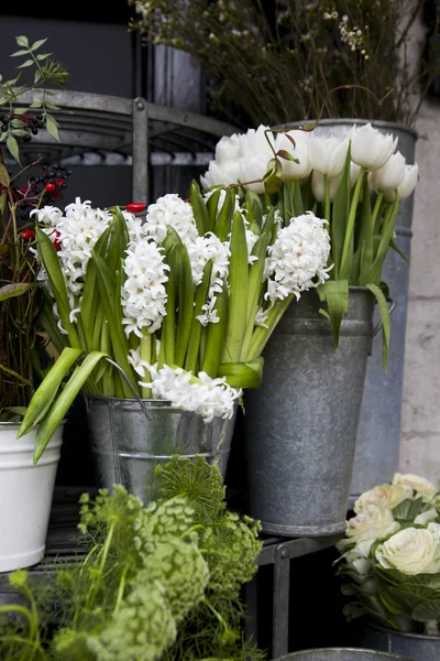 Hyazinthenblüten — Stockfoto