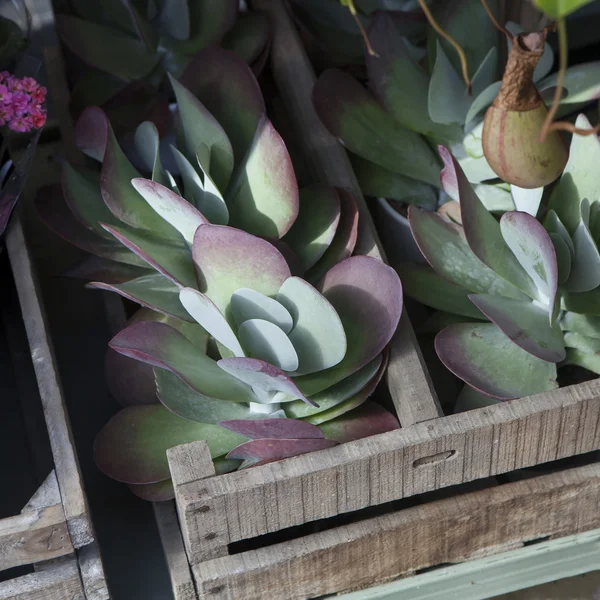 Interessante und bunte Blätter der mehrjährigen Zierpflanze Sukkulente Kupferlöffel (kalanchoe orygalis)) — Stockfoto