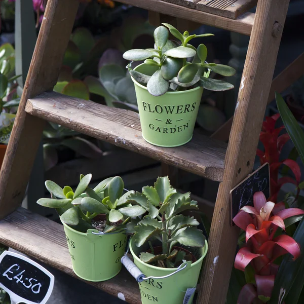 Kalanchoe em potes — Fotografia de Stock