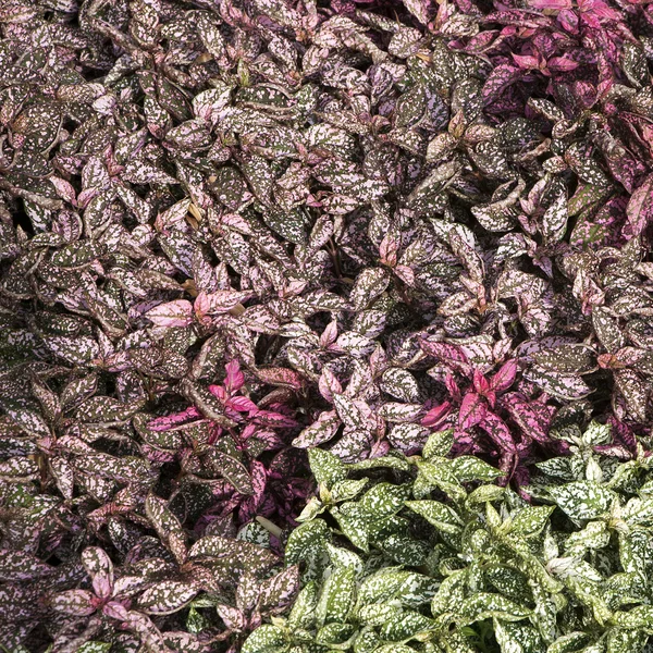 Polka dot roślin — Zdjęcie stockowe