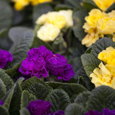 Mavi ve sarı çuha çiçeği