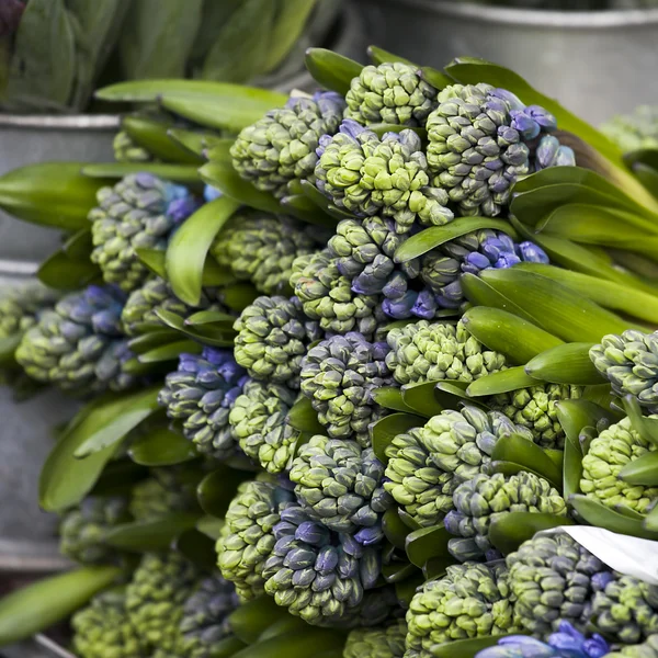 青いヒヤシンスの花 — ストック写真