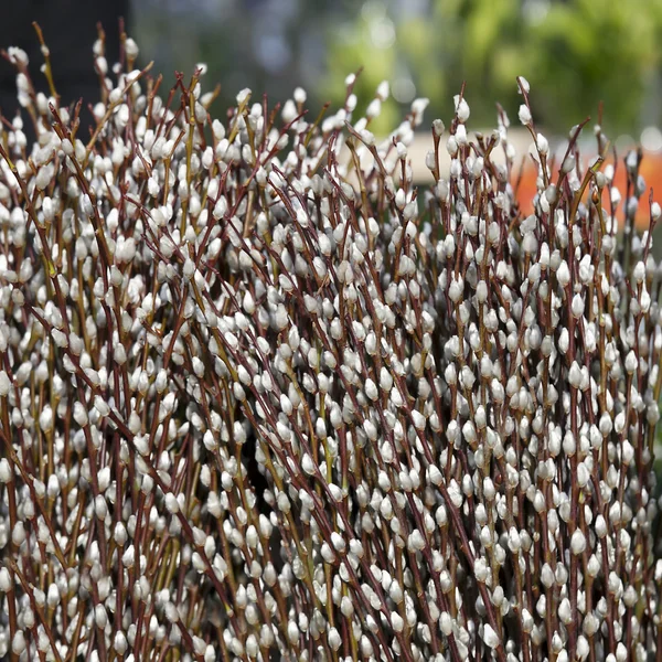Kukum bush — Stok fotoğraf