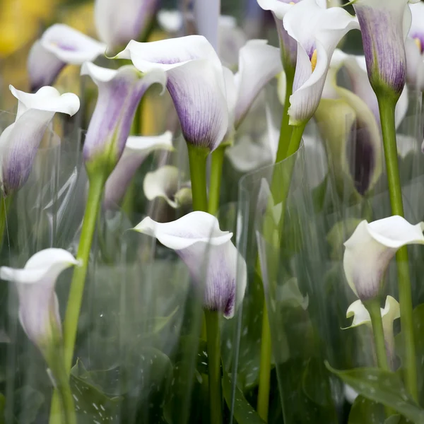 아름다운 백합화 꽃다발. — 스톡 사진