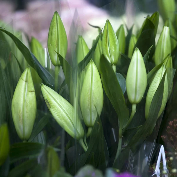 Knoppar i lilium blomma — Stockfoto