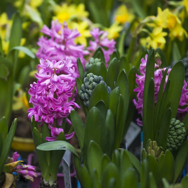 여러 가지 빛깔된 hyacinths 그룹 — 스톡 사진